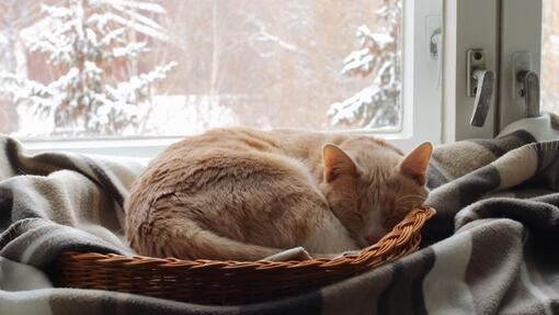 Cat curled up in a ball in a window
